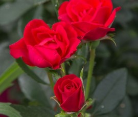Trandafir Zepeti Meibenino C4